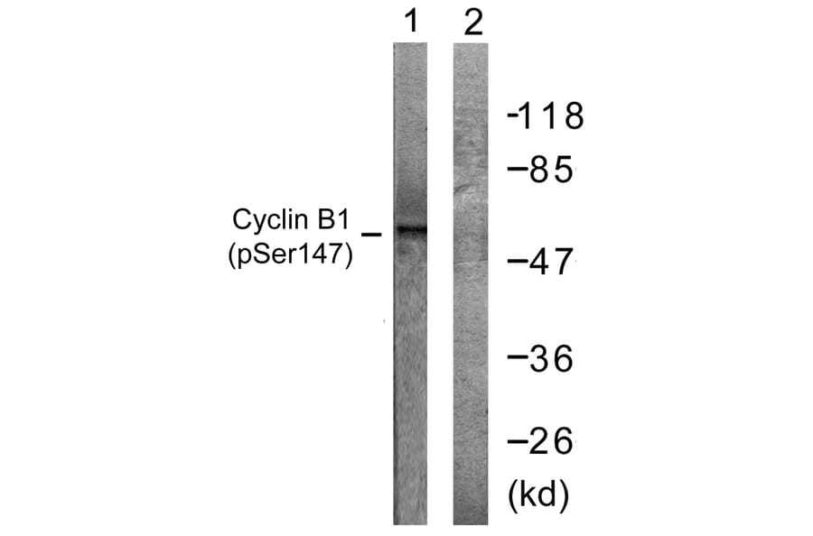 Western Blot - Anti-Cyclin B1 (phospho Ser147) Antibody (A0635) - Antibodies.com