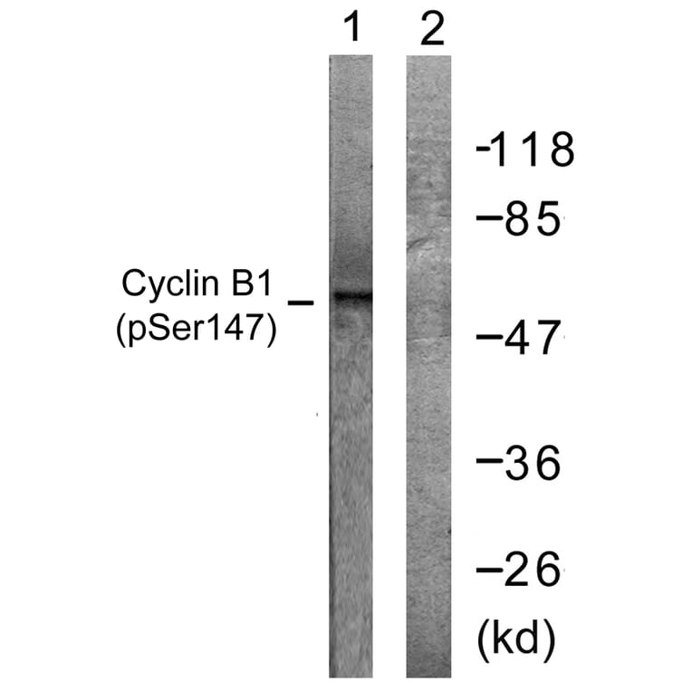 Western Blot - Anti-Cyclin B1 (phospho Ser147) Antibody (A0635) - Antibodies.com