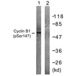 Western Blot - Anti-Cyclin B1 (phospho Ser147) Antibody (A0635) - Antibodies.com