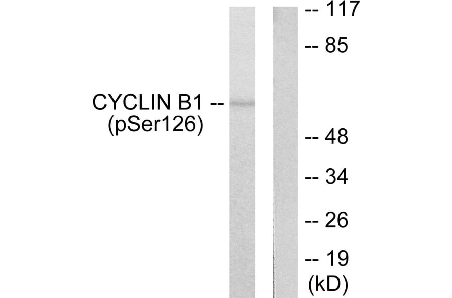Western Blot - Anti-Cyclin B1 (phospho Ser126) Antibody (A0068) - Antibodies.com