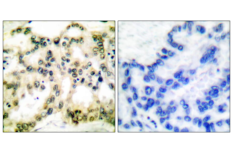 Immunohistochemistry - Anti-Cyclin B1 (phospho Ser126) Antibody (A0068) - Antibodies.com