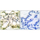 Immunohistochemistry - Anti-Cyclin B1 (phospho Ser126) Antibody (A0068) - Antibodies.com