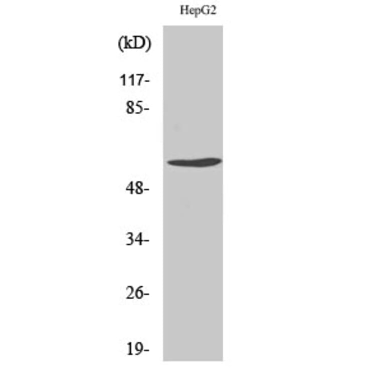 Western Blot - Anti-Cyclin B1 (phospho Ser126) Antibody (A0068) - Antibodies.com