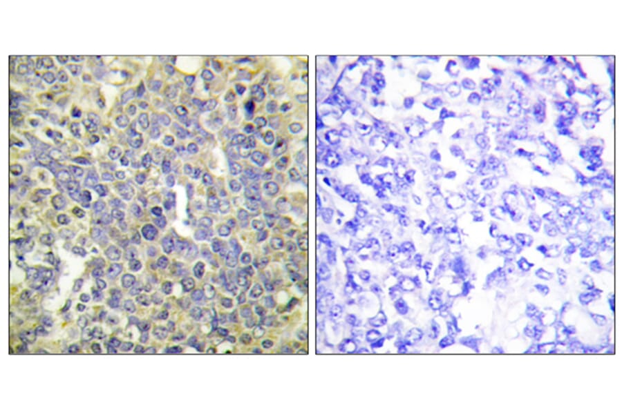 Immunohistochemistry - Anti-Caspase 9 (phospho Thr125) Antibody (A0060) - Antibodies.com