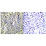 Immunohistochemistry - Anti-Caspase 9 (phospho Thr125) Antibody (A0060) - Antibodies.com