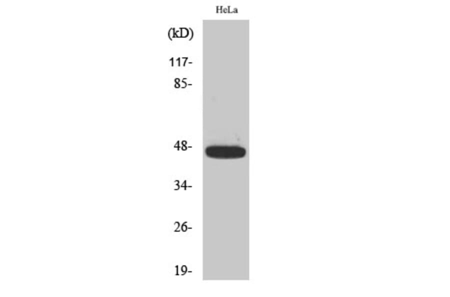 Western Blot - Anti-Caspase 9 (phospho Thr125) Antibody (A0060) - Antibodies.com