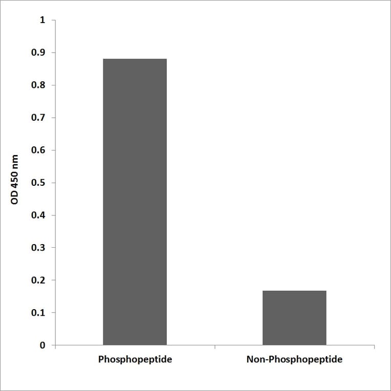 ELISA - Anti-Caspase 9 (phospho Thr125) Antibody (P12-1085) - Antibodies.com
