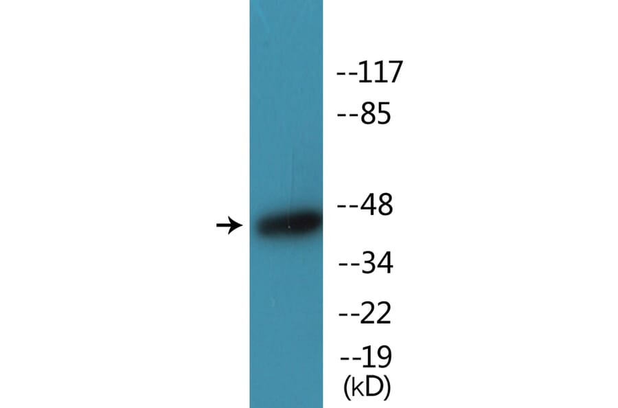 Western Blot - Anti-Caspase 9 (phospho Thr125) Antibody (P12-1085) - Antibodies.com