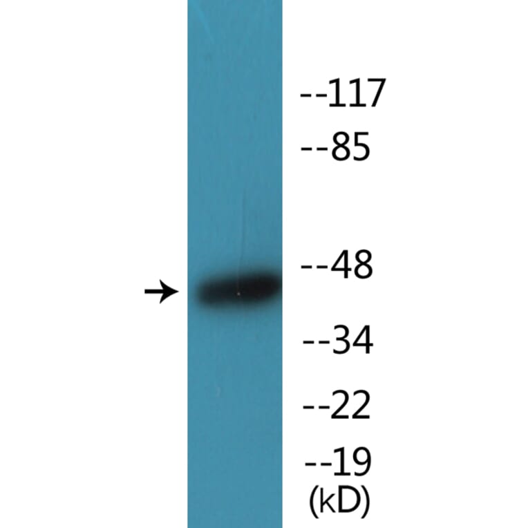 Western Blot - Anti-Caspase 9 (phospho Thr125) Antibody (P12-1085) - Antibodies.com