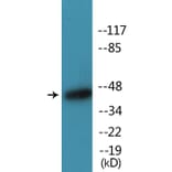 Western Blot - Anti-Caspase 9 (phospho Thr125) Antibody (P12-1085) - Antibodies.com