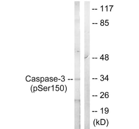 Western Blot - Anti-Caspase 3 (phospho Ser150) Antibody (A0835) - Antibodies.com