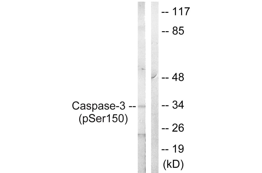 Western Blot - Anti-Caspase 3 (phospho Ser150) Antibody (A0835) - Antibodies.com