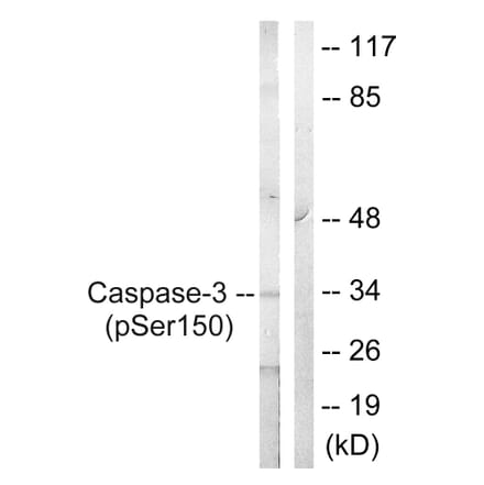 Western Blot - Anti-Caspase 3 (phospho Ser150) Antibody (A0835) - Antibodies.com