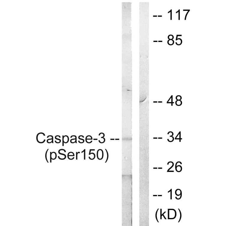 Western Blot - Anti-Caspase 3 (phospho Ser150) Antibody (A0835) - Antibodies.com