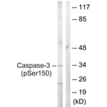 Western Blot - Anti-Caspase 3 (phospho Ser150) Antibody (A0835) - Antibodies.com