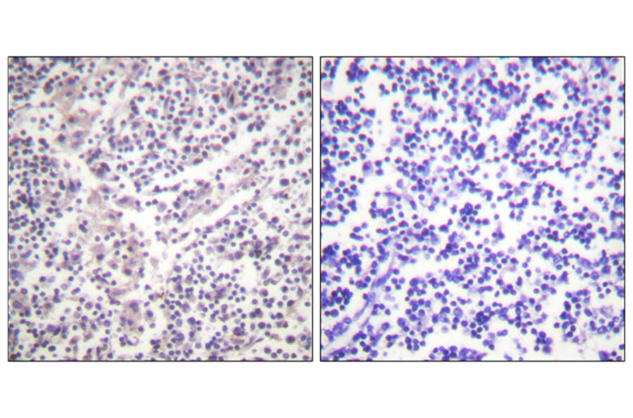 Immunohistochemistry - Anti-Caspase 3 (phospho Ser150) Antibody (A0835) - Antibodies.com
