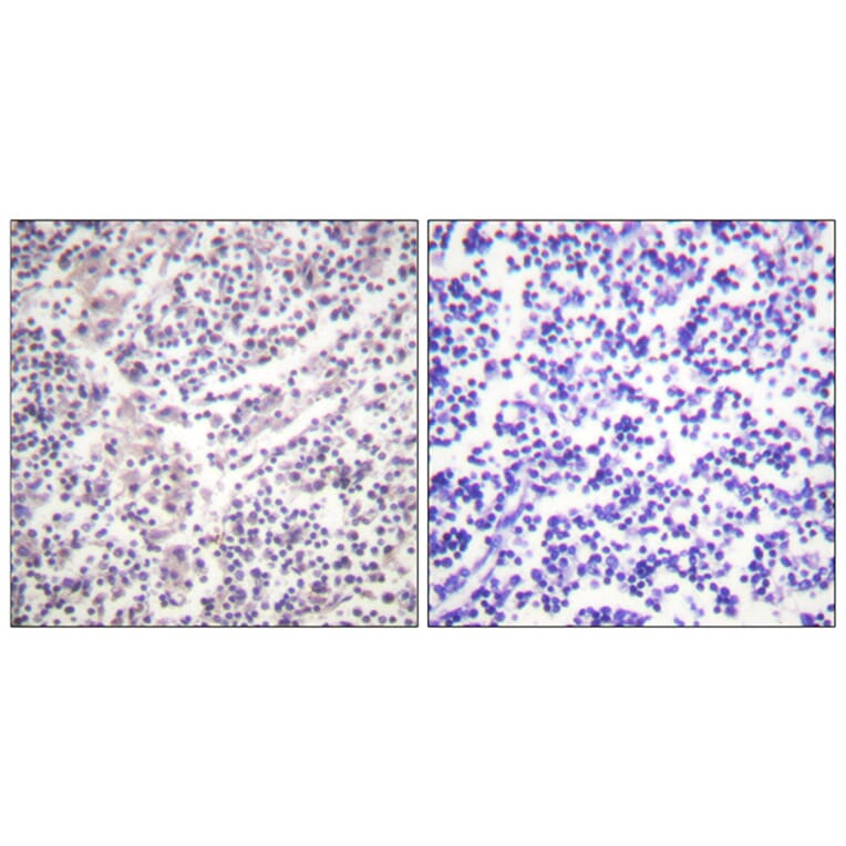 Immunohistochemistry - Anti-Caspase 3 (phospho Ser150) Antibody (A0835) - Antibodies.com