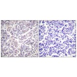 Immunohistochemistry - Anti-Caspase 3 (phospho Ser150) Antibody (A0835) - Antibodies.com