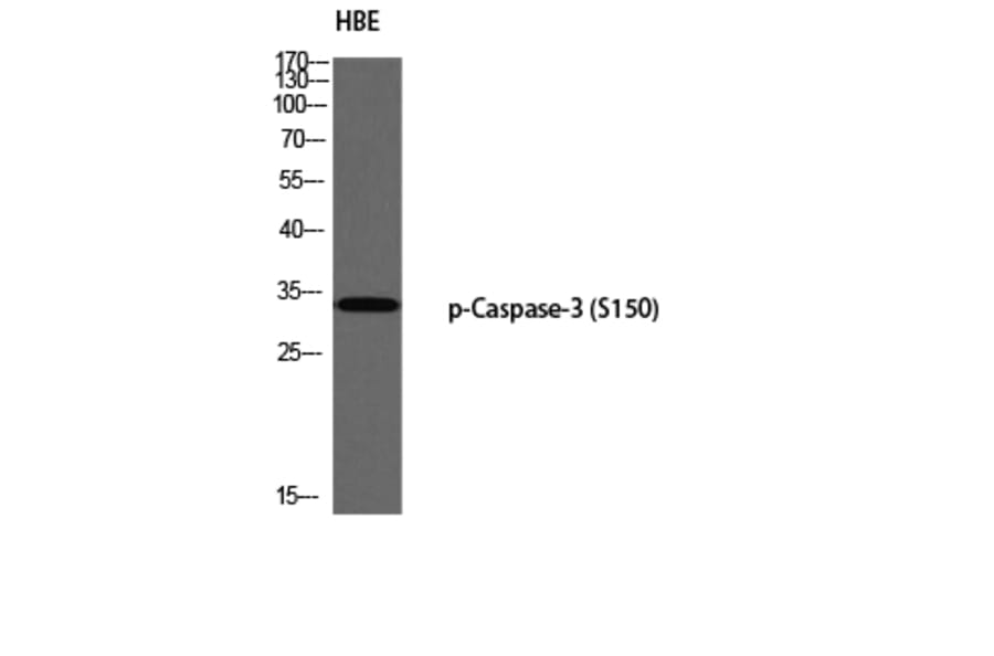 Western Blot - Anti-Caspase 3 (phospho Ser150) Antibody (A0835) - Antibodies.com