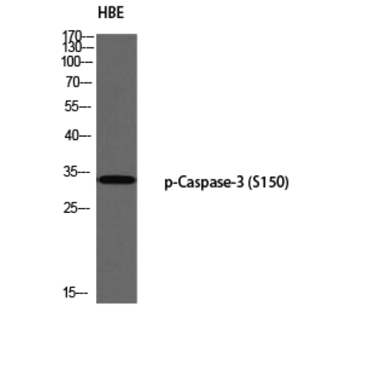 Western Blot - Anti-Caspase 3 (phospho Ser150) Antibody (A0835) - Antibodies.com