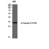 Western Blot - Anti-Caspase 3 (phospho Ser150) Antibody (A0835) - Antibodies.com