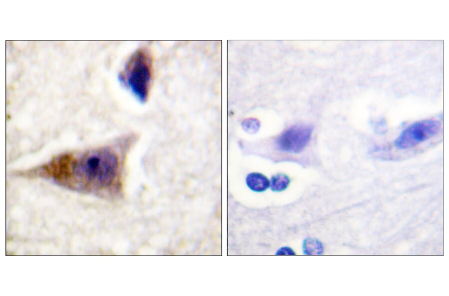 Immunohistochemistry - Anti-Caspase 1 (phospho Ser376) Antibody (A1025) - Antibodies.com