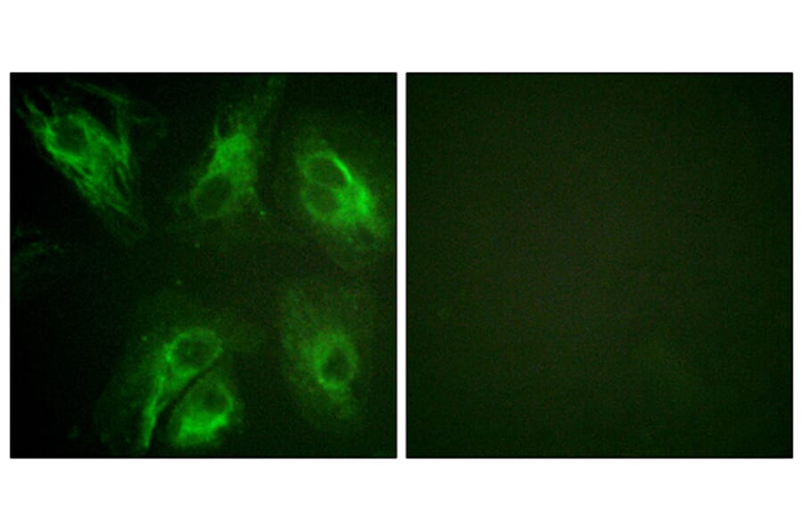 Immunofluorescence - Anti-Calsenilin (phospho Ser63) Antibody (A1024) - Antibodies.com