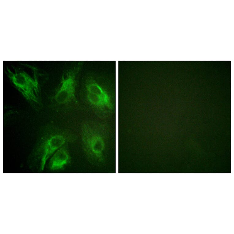 Immunofluorescence - Anti-Calsenilin (phospho Ser63) Antibody (A1024) - Antibodies.com