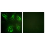 Immunofluorescence - Anti-Calsenilin (phospho Ser63) Antibody (A1024) - Antibodies.com
