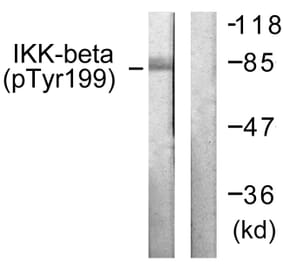 Western Blot - Anti-IKK-beta (phospho Tyr199) Antibody (A0490) - Antibodies.com