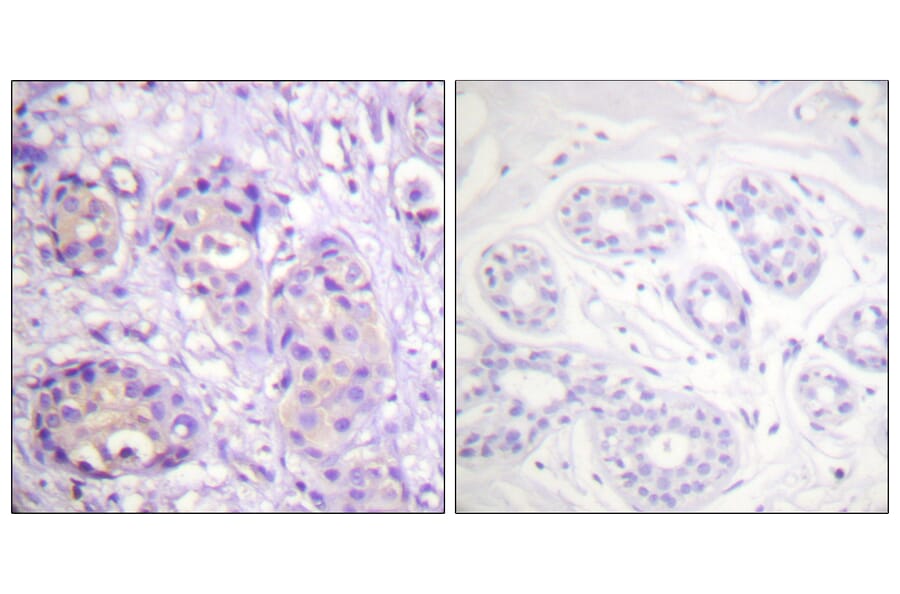 Immunohistochemistry - Anti-IKK-beta (phospho Tyr199) Antibody (A0490) - Antibodies.com