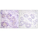 Immunohistochemistry - Anti-IKK-beta (phospho Tyr199) Antibody (A0490) - Antibodies.com