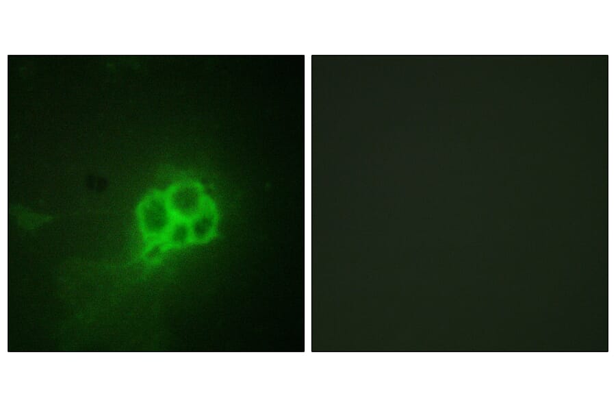 Immunofluorescence - Anti-Tryptophan Hydroxylase Antibody (B1012) - Antibodies.com