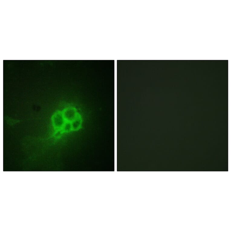 Immunofluorescence - Anti-Tryptophan Hydroxylase Antibody (B1012) - Antibodies.com