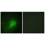 Immunofluorescence - Anti-Tryptophan Hydroxylase Antibody (B1012) - Antibodies.com