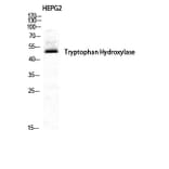 Western Blot - Anti-Tryptophan Hydroxylase Antibody (B1012) - Antibodies.com