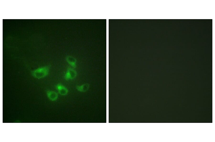 Immunofluorescence - Anti-Tryptophan Hydroxylase Antibody (B1011) - Antibodies.com