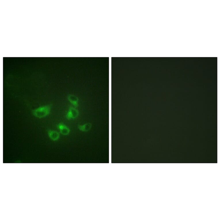 Immunofluorescence - Anti-Tryptophan Hydroxylase Antibody (B1011) - Antibodies.com