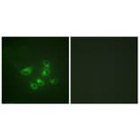 Immunofluorescence - Anti-Tryptophan Hydroxylase Antibody (B1011) - Antibodies.com