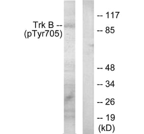 Western Blot - Anti-Trk B (phospho Tyr705) Antibody (A0036) - Antibodies.com