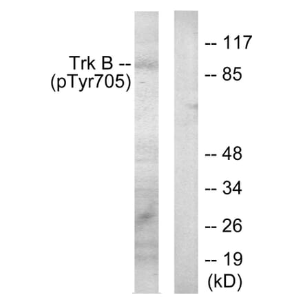 Western Blot - Anti-Trk B (phospho Tyr705) Antibody (A0036) - Antibodies.com