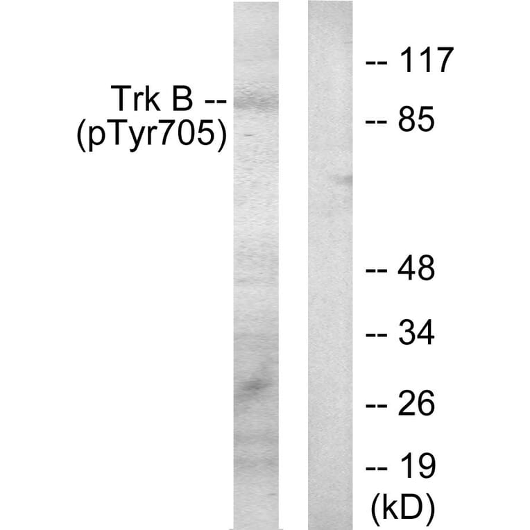 Western Blot - Anti-Trk B (phospho Tyr705) Antibody (A0036) - Antibodies.com