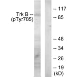 Western Blot - Anti-Trk B (phospho Tyr705) Antibody (A0036) - Antibodies.com