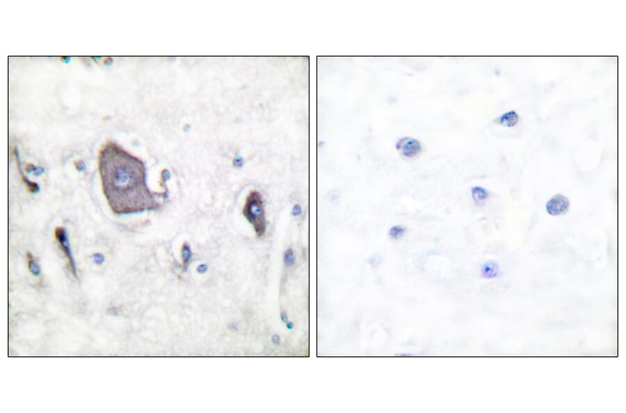 Immunohistochemistry - Anti-Trk B (phospho Tyr705) Antibody (A0036) - Antibodies.com