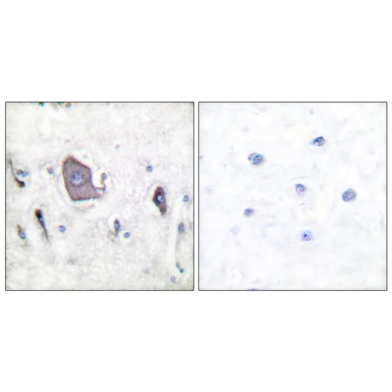 Immunohistochemistry - Anti-Trk B (phospho Tyr705) Antibody (A0036) - Antibodies.com