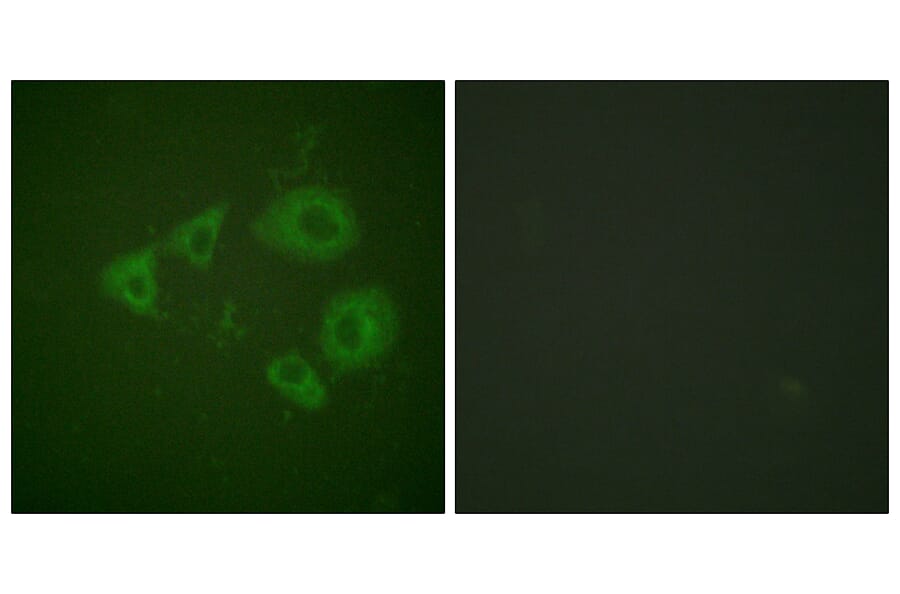 Immunofluorescence - Anti-Trk B (phospho Tyr705) Antibody (A0036) - Antibodies.com