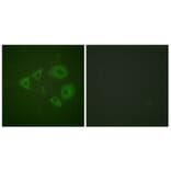 Immunofluorescence - Anti-Trk B (phospho Tyr705) Antibody (A0036) - Antibodies.com