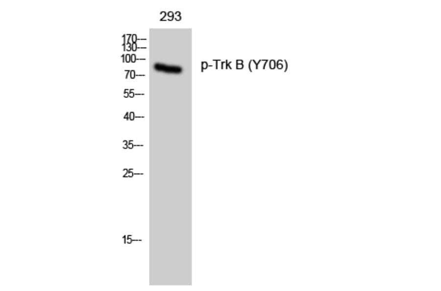 Western Blot - Anti-Trk B (phospho Tyr705) Antibody (A0036) - Antibodies.com
