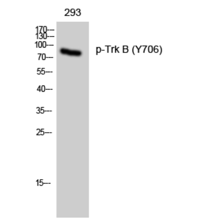 Western Blot - Anti-Trk B (phospho Tyr705) Antibody (A0036) - Antibodies.com