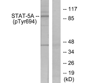 Immunohistochemistry - Anti-STAT6 (phospho Thr645) Antibody (A7228) - Antibodies.com